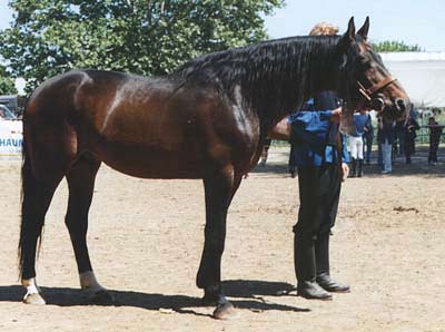 furioso